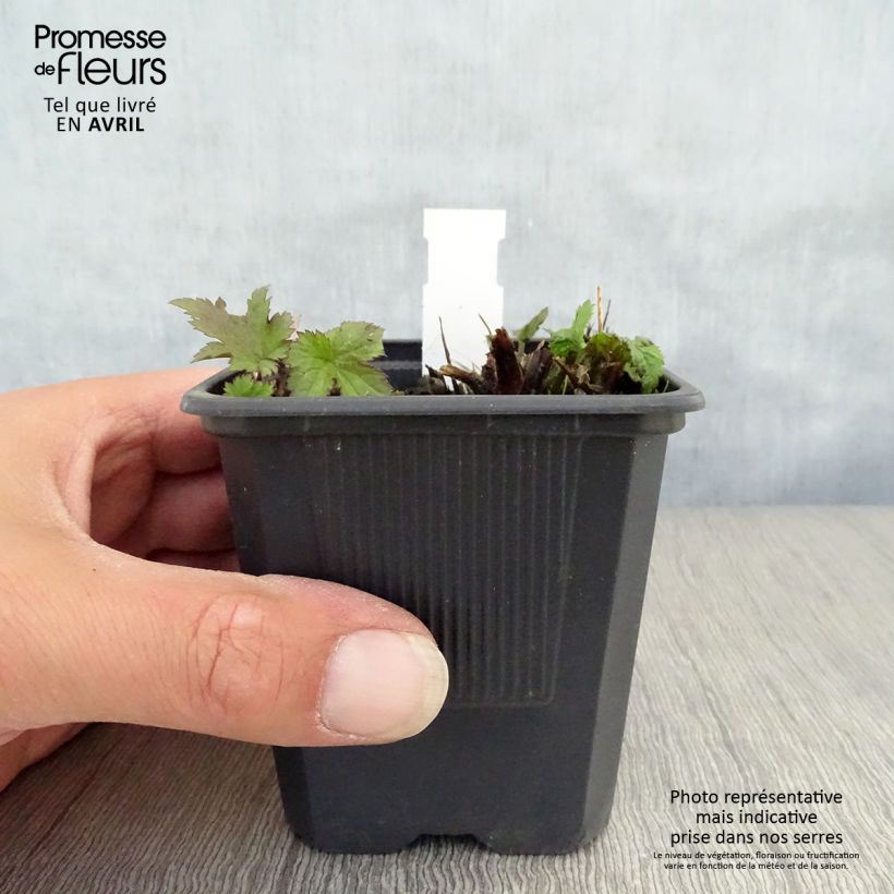 Anemone hupehensis Praecox - Anémona del Japón Maceta de 8/9 cm Ejemplar entregado en la primavera