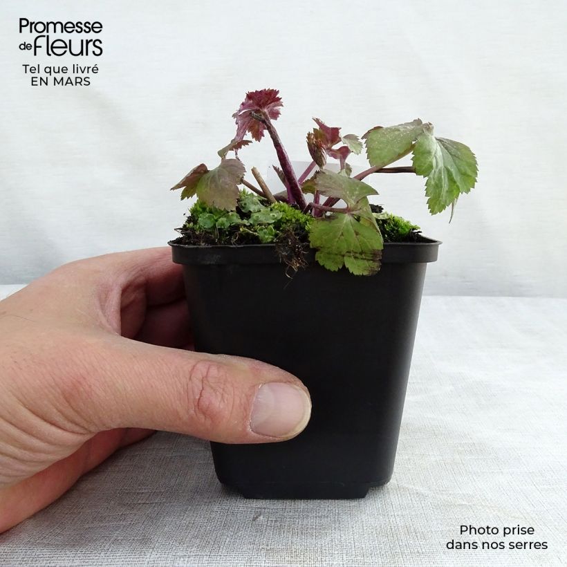 Anemone Dainty Swan Maceta de 8/9 cm Ejemplar entregado en la primavera