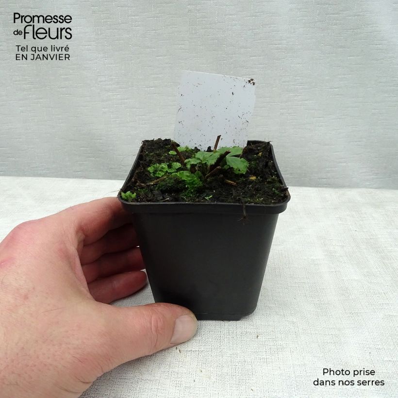 Anemone Elfin Swan Maceta de 8/9 cm Ejemplar entregado en invierno