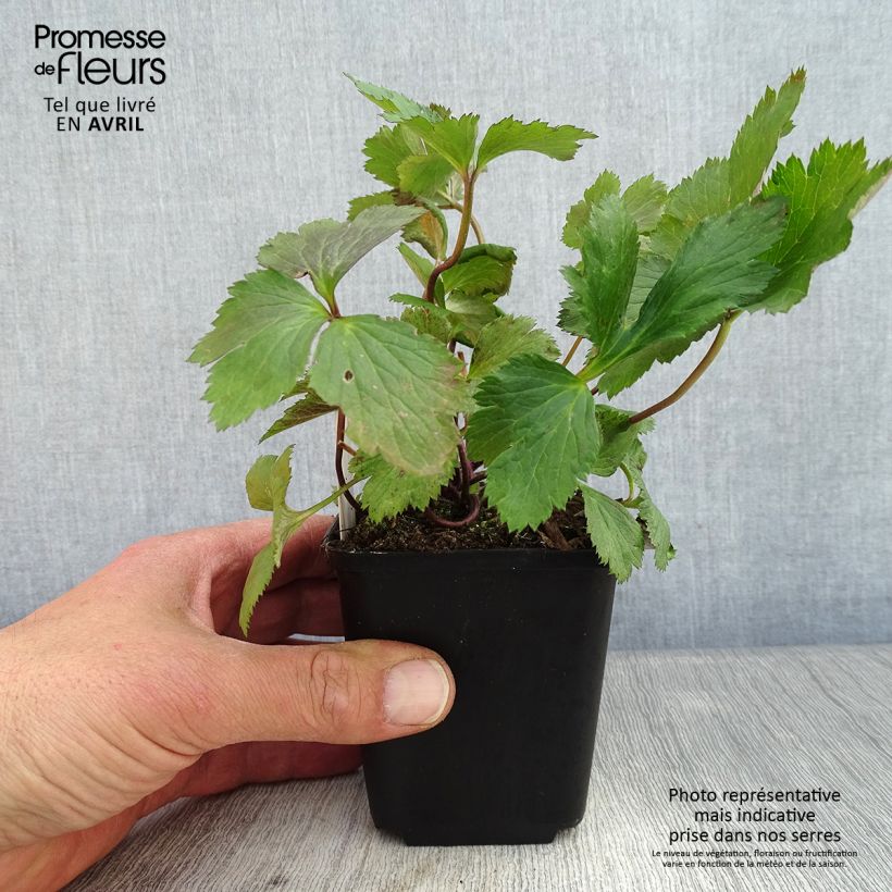 Anemone Elfin Swan Maceta de 8/9 cm Ejemplar entregado en la primavera