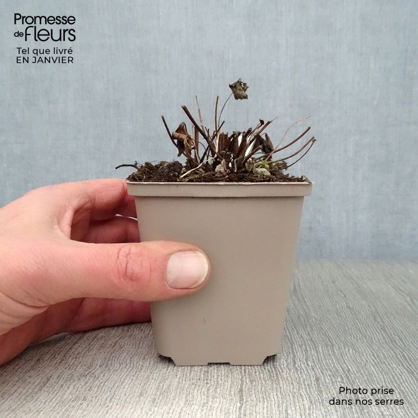 Anemone hupehensis Snow Angels - Anémona del Japón Maceta de 8/9 cm Ejemplar entregado en invierno