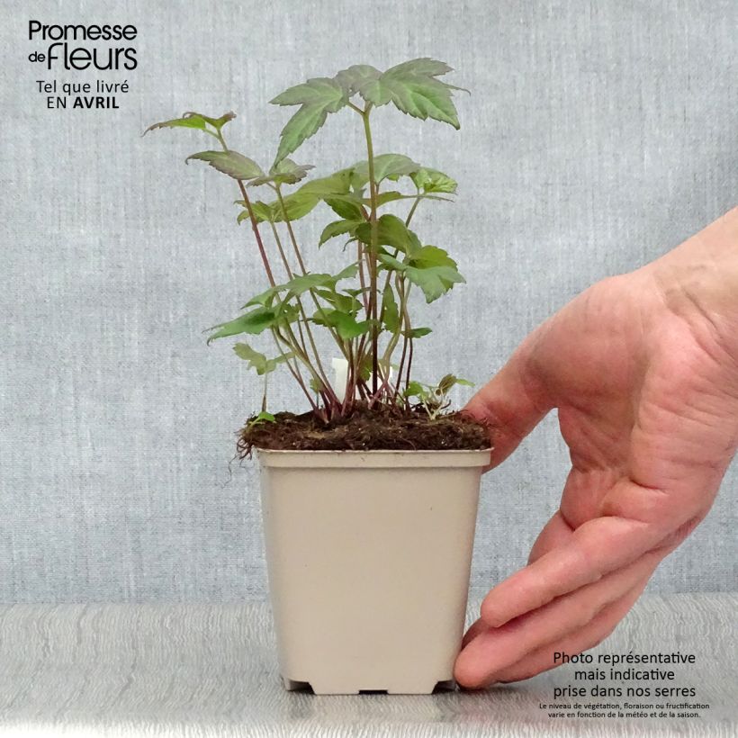 Anemone hupehensis Snow Angels - Anémona del Japón Maceta de 8/9 cm Ejemplar entregado en la primavera