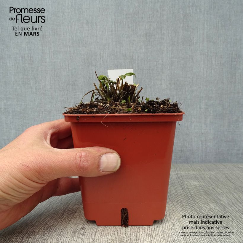 Anemone hupehensis Snow Angels - Anémona del Japón Maceta 1L/1,5L Ejemplar entregado en la primavera