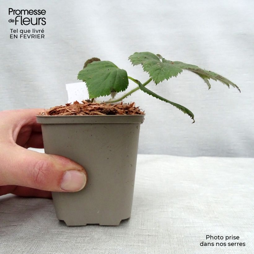 Anemone hupehensis Tiki Sensation - Anémona del Japón Maceta de 8/9 cm Ejemplar entregado en invierno