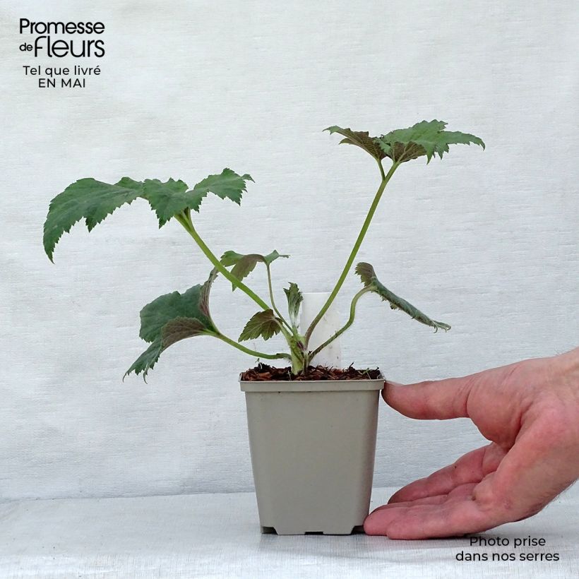 Anemone hupehensis Tiki Sensation - Anémona del Japón Maceta de 8/9 cm Ejemplar entregado en la primavera