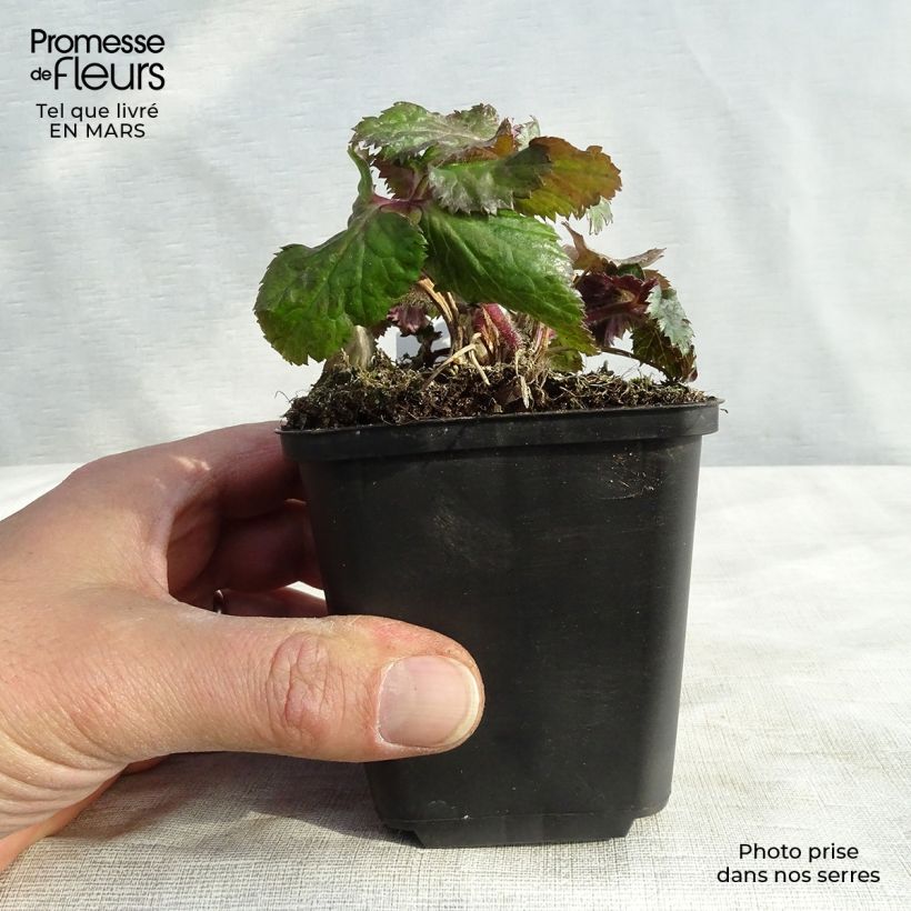 Anemone Dreaming Swan Maceta de 8/9 cm Ejemplar entregado en invierno