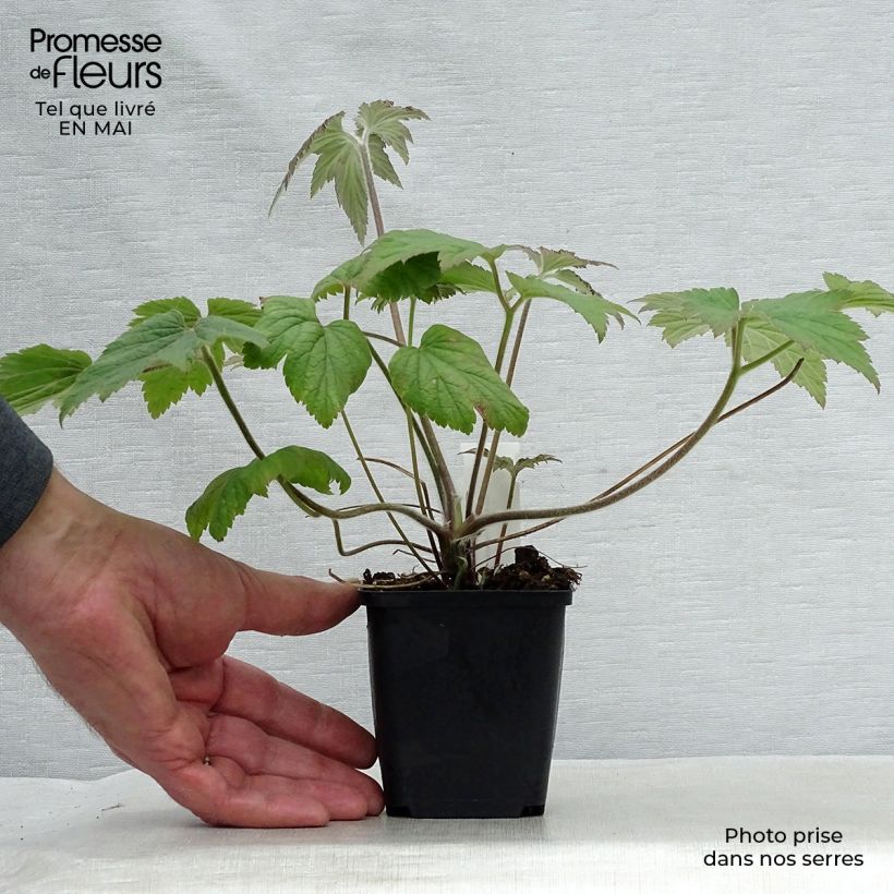 Anemone Hadspen Abundance Maceta de 8/9 cm Ejemplar entregado en la primavera