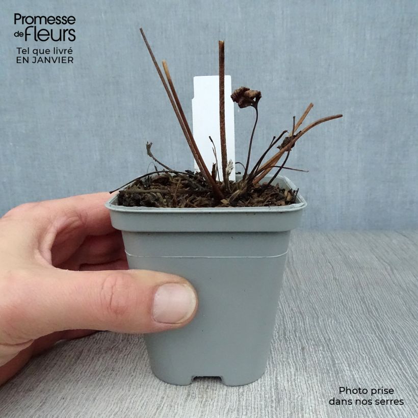 Anemone Hadspen Abundance Maceta de 8/9 cm Ejemplar entregado en invierno