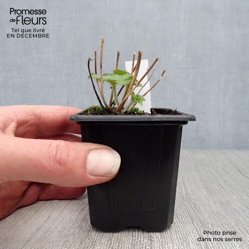 Anemone Honorine Jobert Maceta de 8/9 cm Ejemplar entregado en invierno