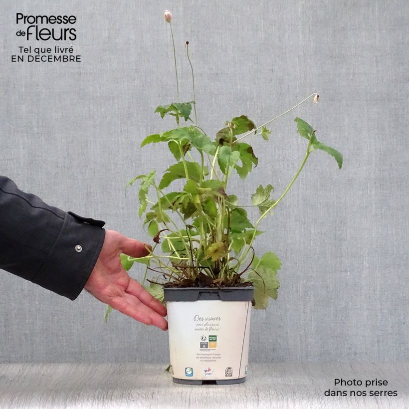 Anemone Honorine Jobert Maceta 2L/3L Ejemplar entregado en invierno