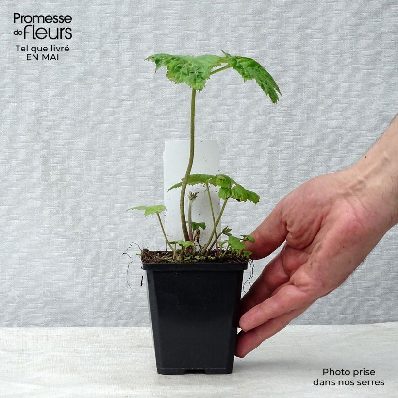 Anemone Honorine Jobert Maceta de 8/9 cm Ejemplar entregado en la primavera