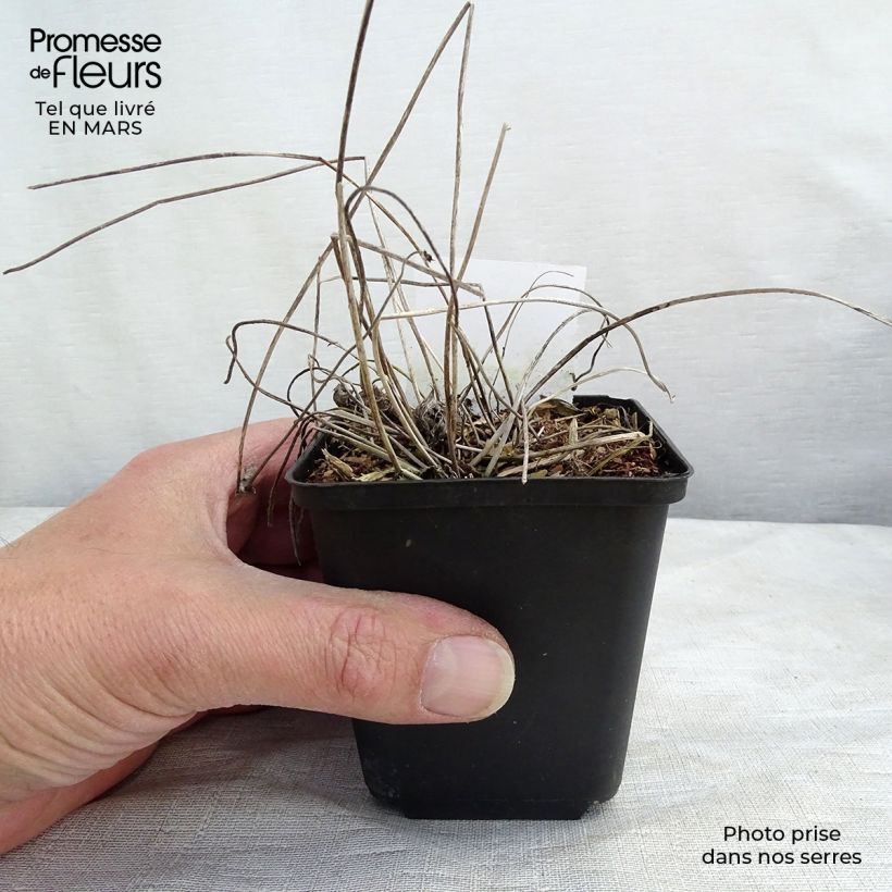 Anemone Margarete Maceta de 8/9 cm Ejemplar entregado en invierno