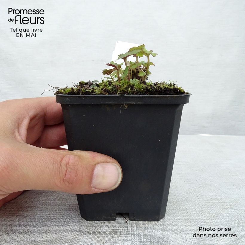 Anemone Mont Rose Maceta de 8/9 cm Ejemplar entregado en la primavera