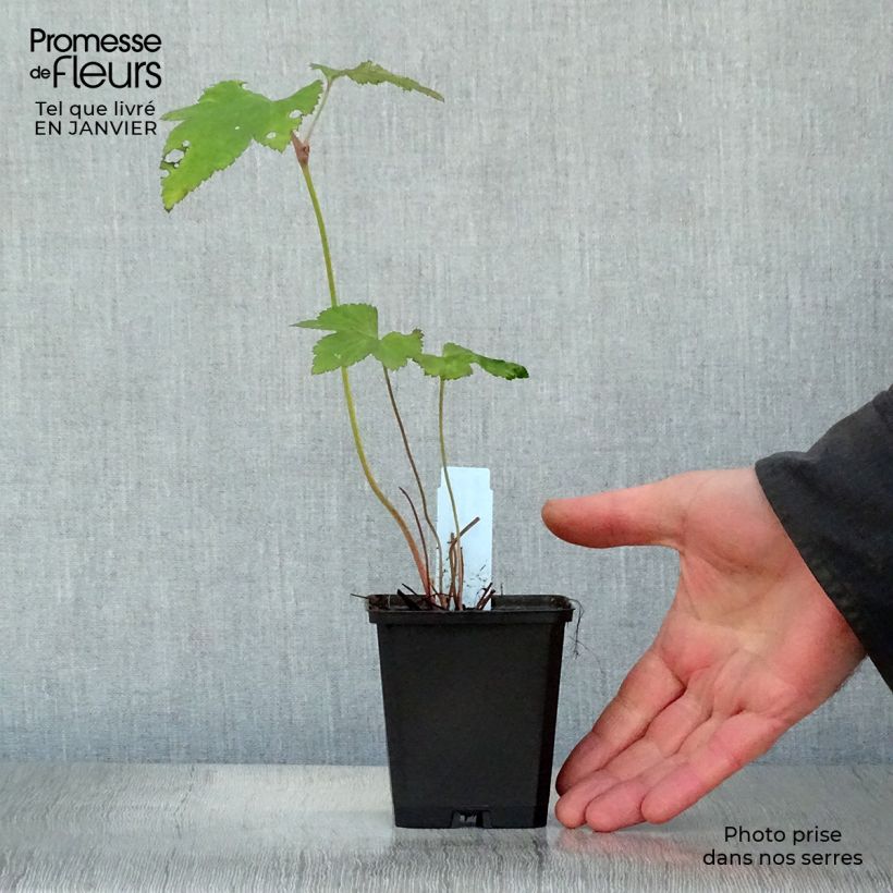 Anemone Mont Rose Maceta de 8/9 cm Ejemplar entregado en invierno