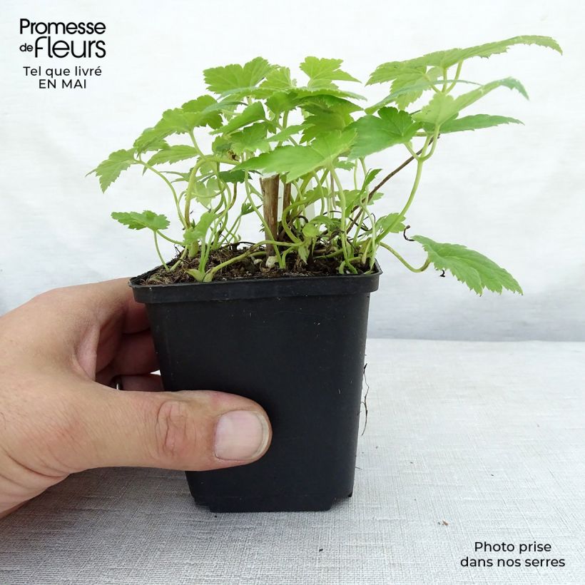 Anemone hupehensis Pretty Lady Maria - Anémona del Japón Maceta de 8/9 cm Ejemplar entregado en la primavera