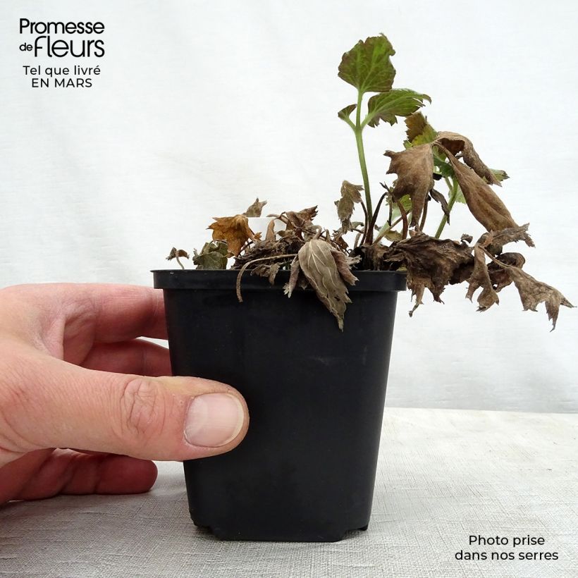 Anemone Pretty Lady Susan Maceta de 8/9 cm Ejemplar entregado en la primavera