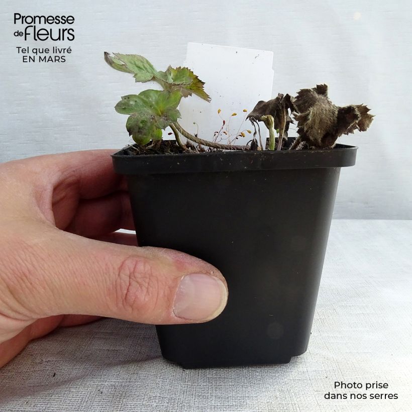 Anemone Königin Charlotte Maceta de 8/9 cm Ejemplar entregado en la primavera