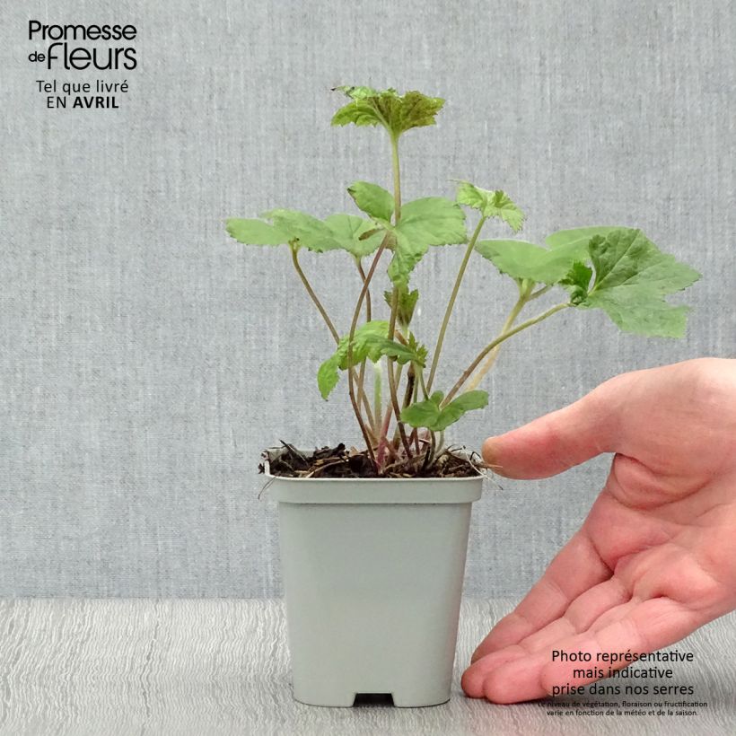 Anemone Richard Ahrens Maceta de 8/9 cm Ejemplar entregado en la primavera