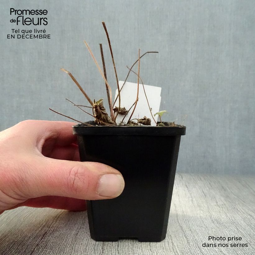 Anemone hupehensis September Charm - Anémona del Japón Maceta de 8/9 cm Ejemplar entregado en invierno