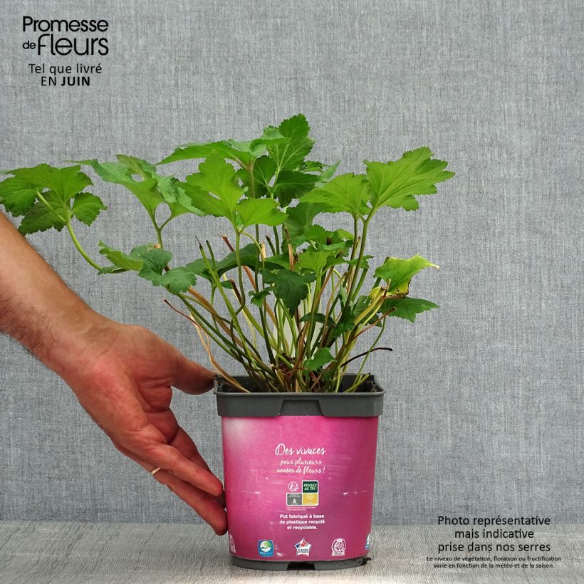 Ejemplar de Anemone hupehensis September Charm - Anémona del Japón Maceta 2L/3L entregado en verano