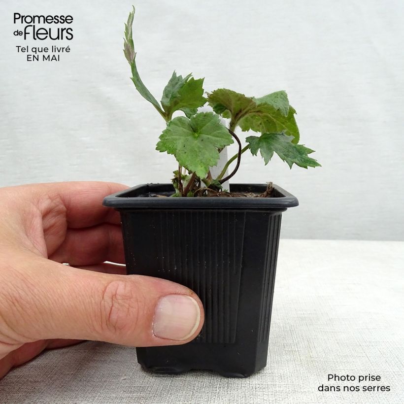 Anemone hupehensis September Charm - Anémona del Japón Maceta de 8/9 cm Ejemplar entregado en la primavera