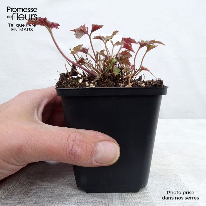 Anemone hupehensis Splendens - Anémona del Japón Maceta de 8/9 cm Ejemplar entregado en la primavera