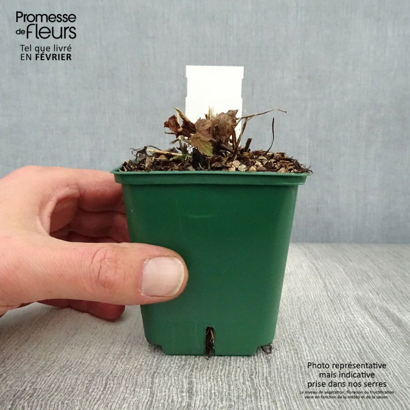 Anemone hupehensis Splendens - Anémona del Japón Maceta de 8/9 cm Ejemplar entregado en invierno