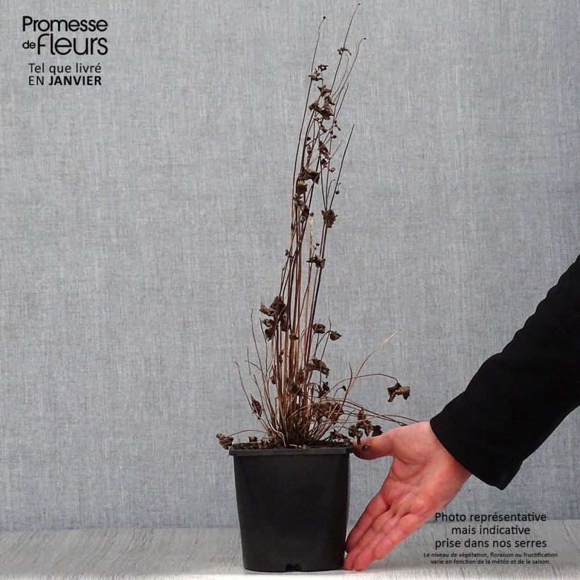 Anemone hupehensis Splendens - Anémona del Japón Maceta 2L/3L Ejemplar entregado en invierno