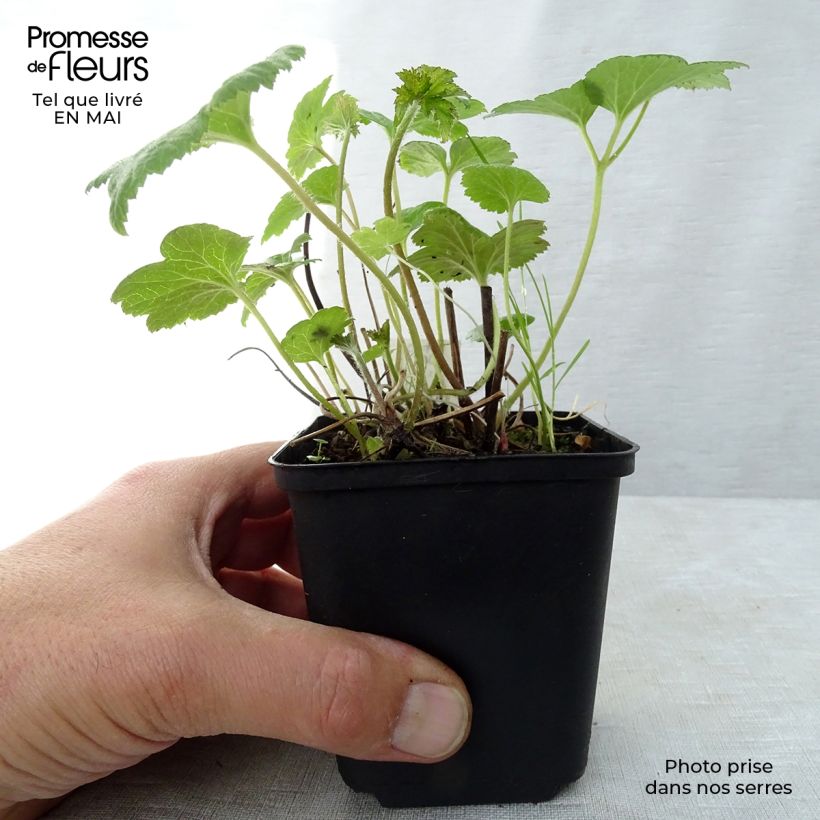 Anemone Whirlwind Maceta de 8/9 cm Ejemplar entregado en la primavera