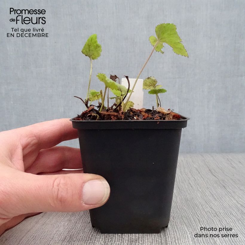 Anemone Whirlwind Maceta de 8/9 cm Ejemplar entregado en invierno