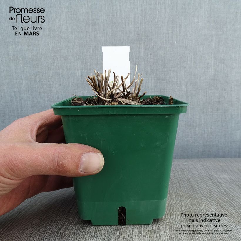 Anemone Whirlwind Maceta 1,5L/2L Ejemplar entregado en invierno