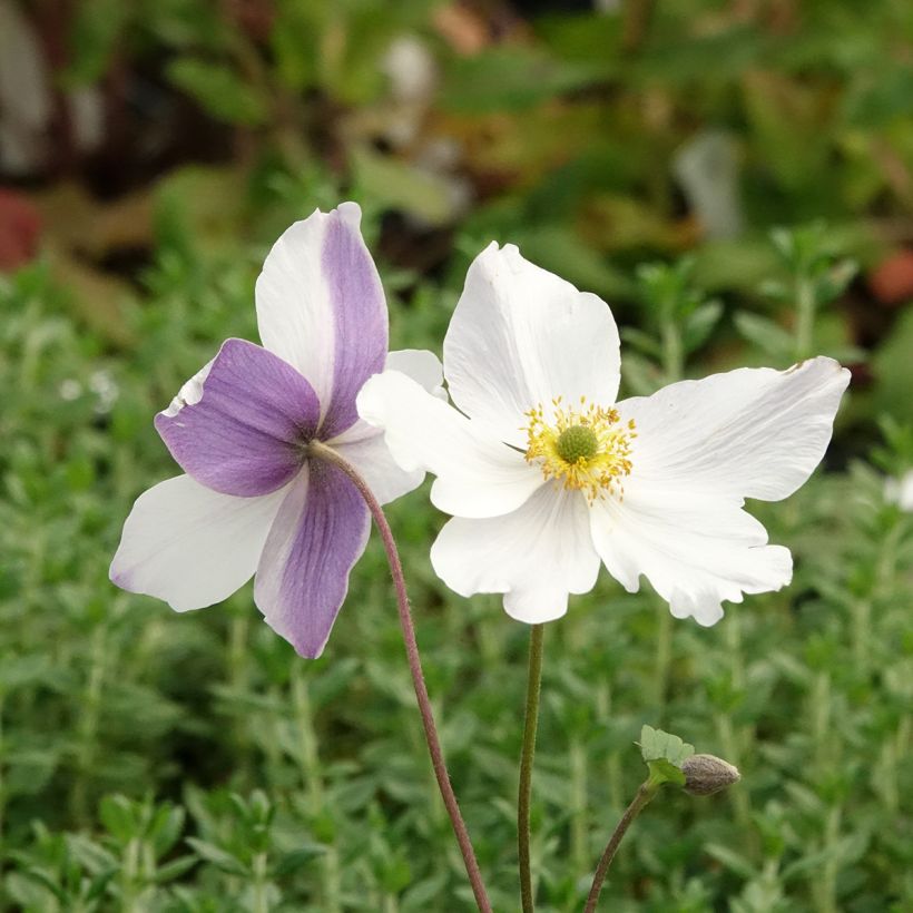 Anemone Wild Swan (Floración)