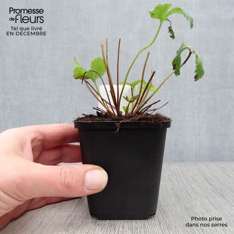 Anemone Wild Swan Maceta de 8/9 cm Ejemplar entregado en invierno