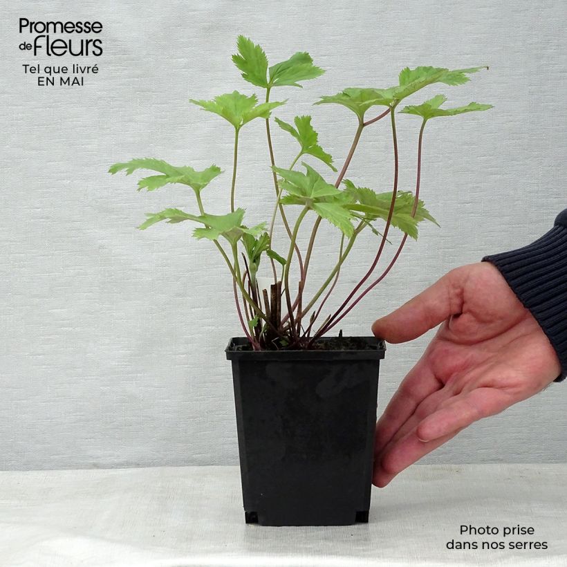 Anemone Wild Swan Maceta de 8/9 cm Ejemplar entregado en la primavera