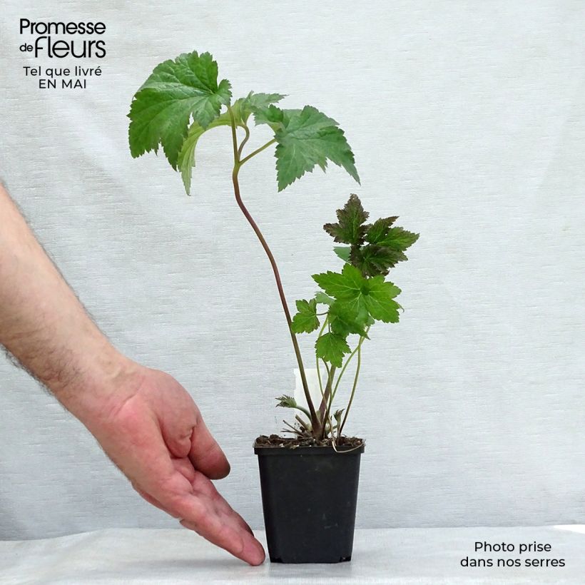 Anemone Serenade Maceta de 8/9 cm Ejemplar entregado en la primavera