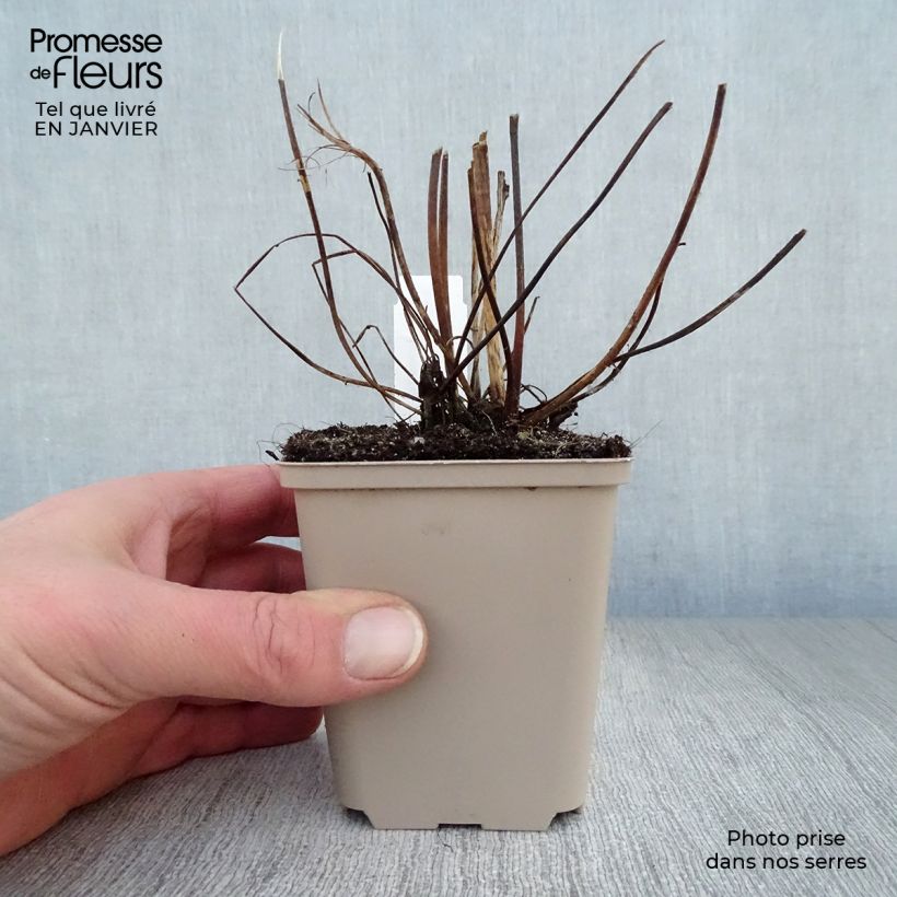 Anemone Serenade Maceta de 8/9 cm Ejemplar entregado en invierno