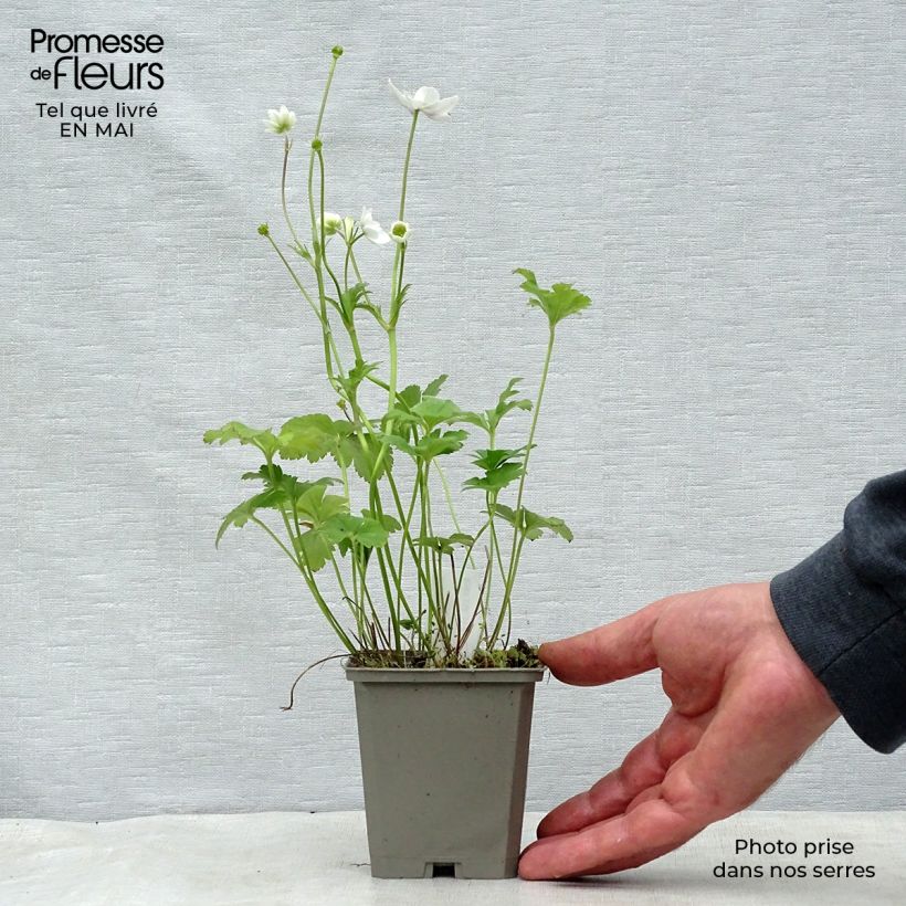 Anemone leveillei Maceta de 8/9 cm Ejemplar entregado en la primavera