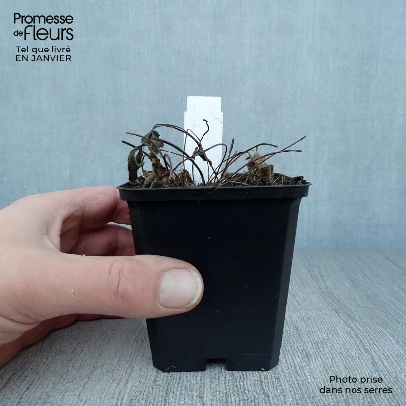 Anemone leveillei Maceta de 8/9 cm Ejemplar entregado en invierno