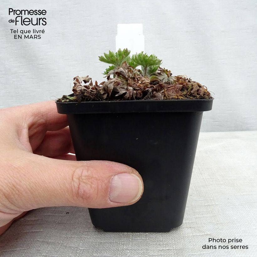 Anemone multifida Major Maceta de 8/9 cm Ejemplar entregado en invierno