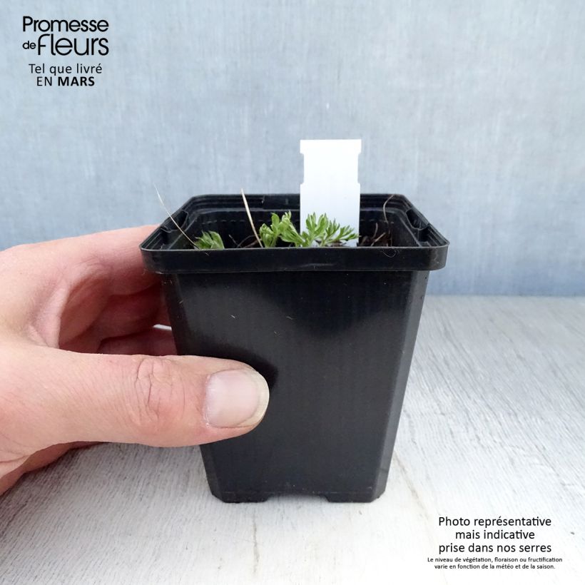 Anemone multifida Rosea Maceta de 8/9 cm Ejemplar entregado en la primavera