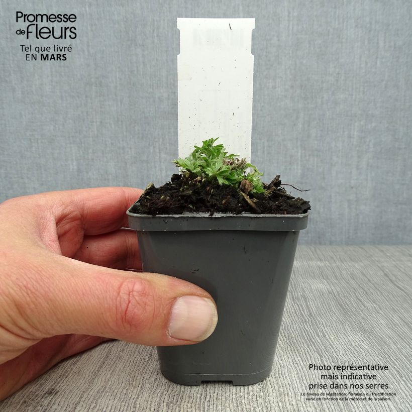 Anemone multifida Rubra Maceta de 8/9 cm Ejemplar entregado en la primavera