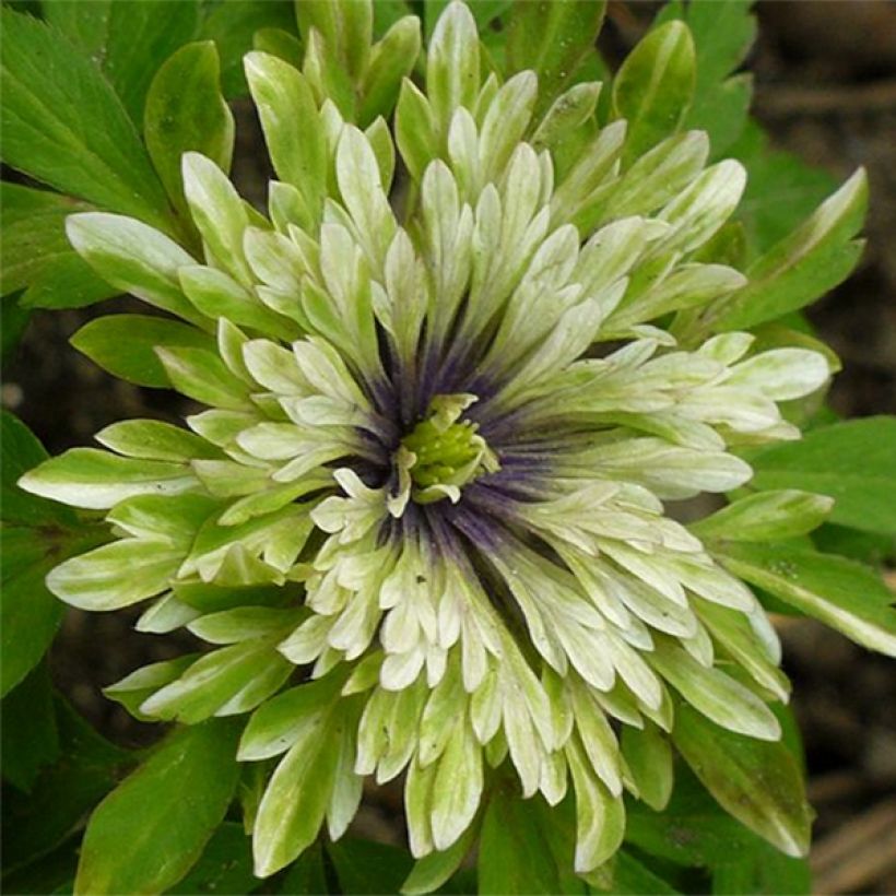 Anemone nemorosa Virescens - Anémona de bosque (Floración)