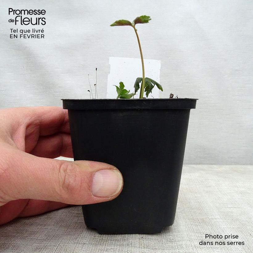 Anemone nemorosa - Anémona de bosque Maceta de 8/9 cm Ejemplar entregado en invierno