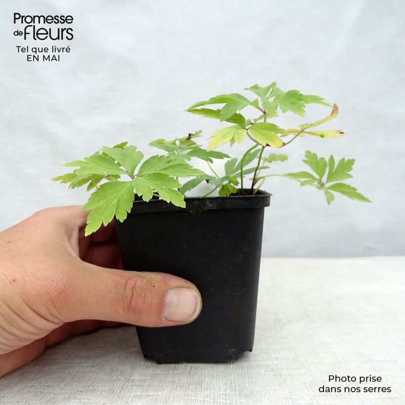 Anemone nemorosa - Anémona de bosque Maceta de 8/9 cm Ejemplar entregado en la primavera