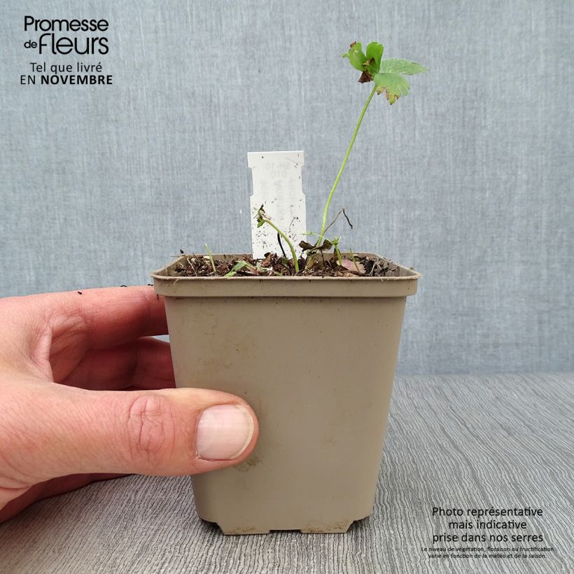 Ejemplar de Anemone sylvestris - Anémona de verano Maceta de 8/9 cm entregado en otoño