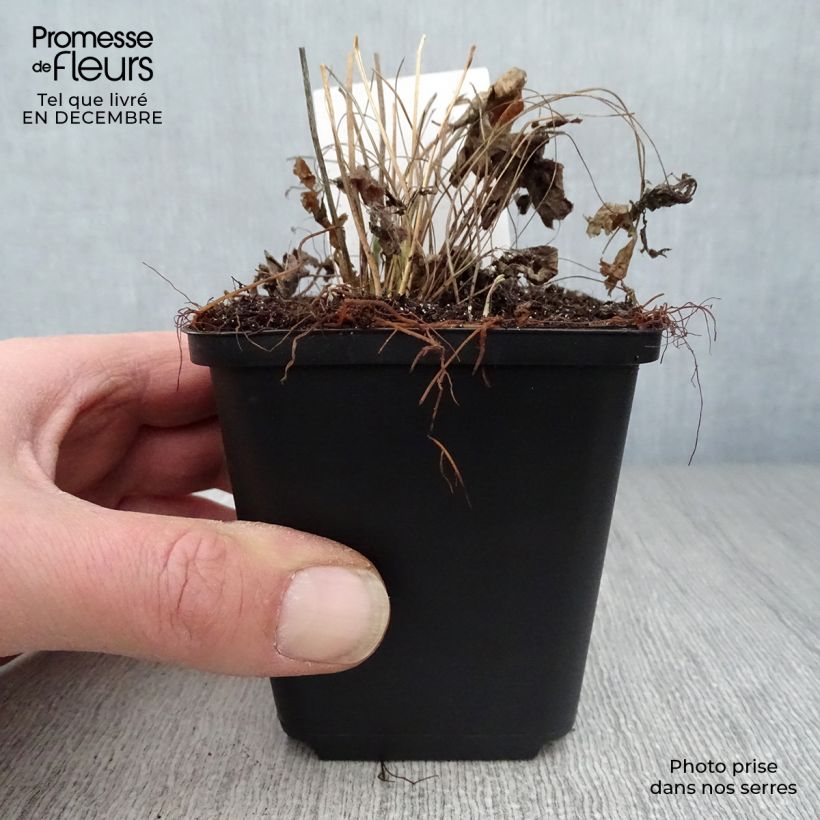 Anemone sylvestris - Anémona de verano Maceta de 8/9 cm Ejemplar entregado en invierno