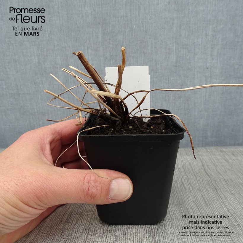 Anemone tomentosa Albadura Maceta de 8/9 cm Ejemplar entregado en invierno