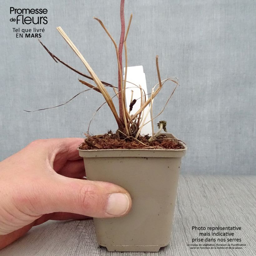 Anemone tomentosa Albadura Maceta de 8/9 cm Ejemplar entregado en la primavera