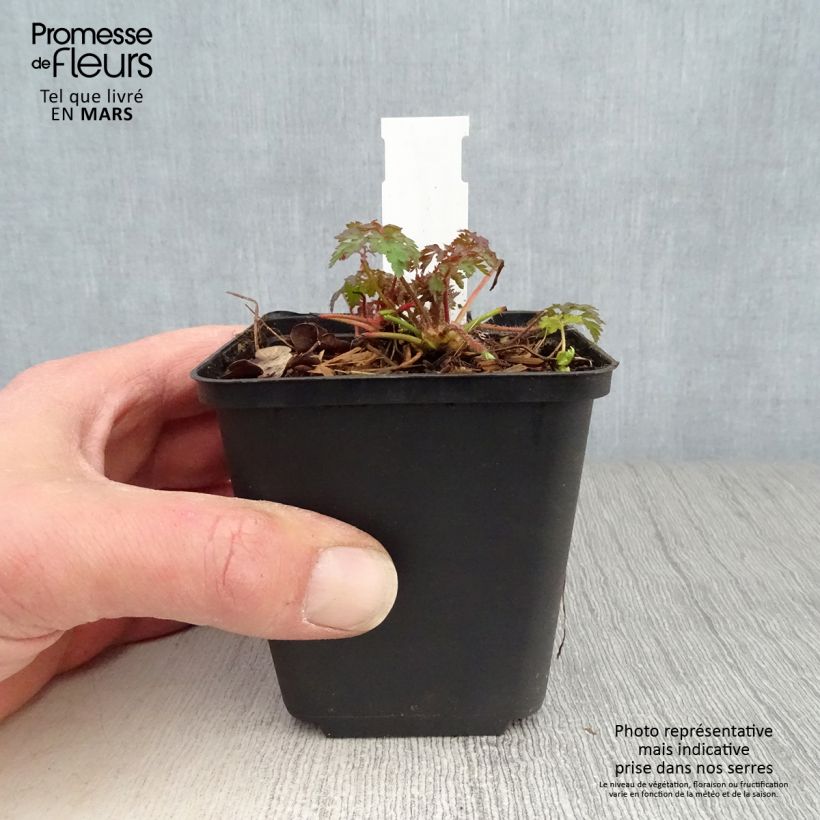 Anemonella thalictroides Maceta de 8/9 cm Ejemplar entregado en la primavera