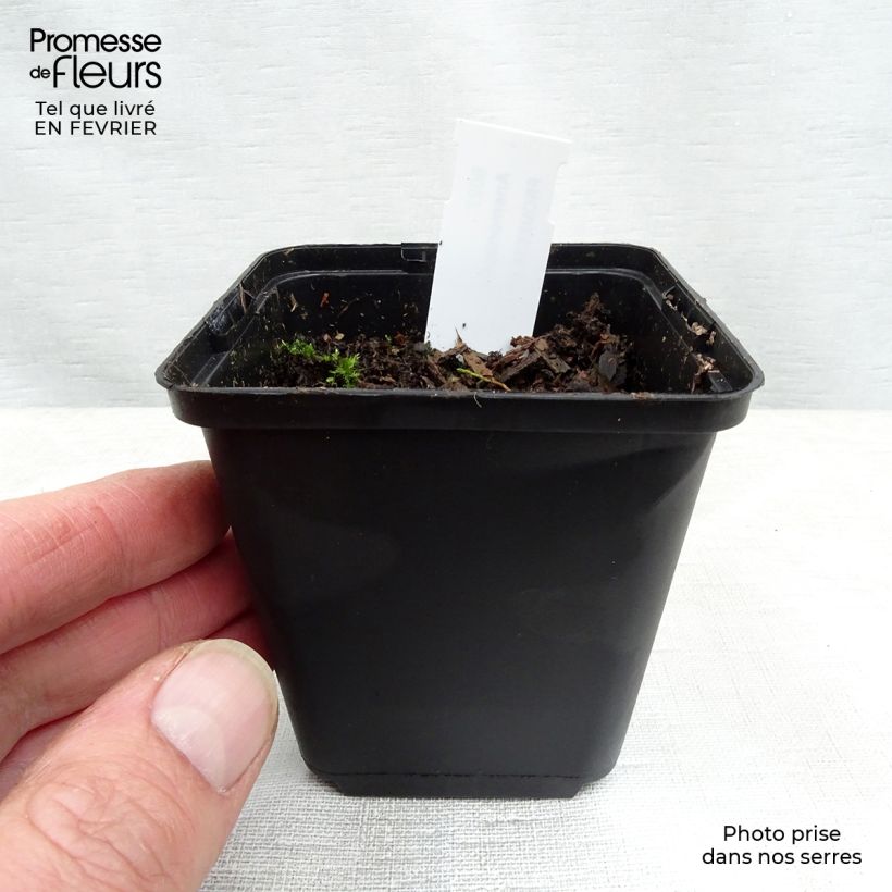 Anemonopsis macrophylla Maceta de 8/9 cm Ejemplar entregado en invierno